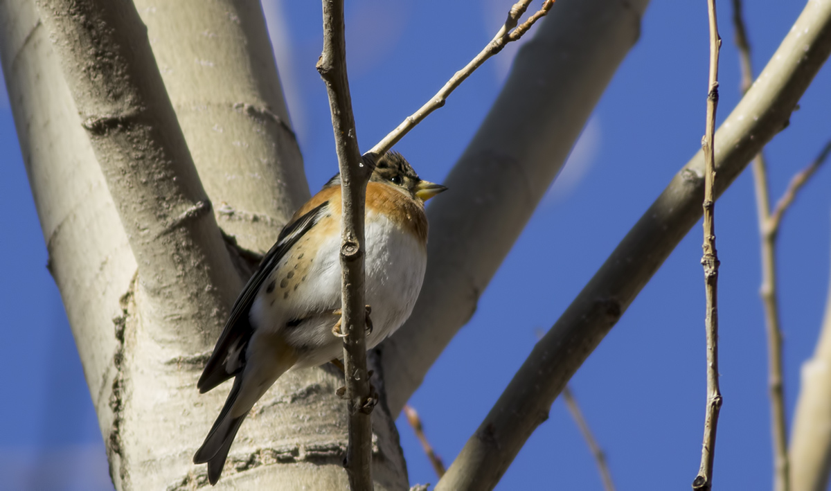 Brambling